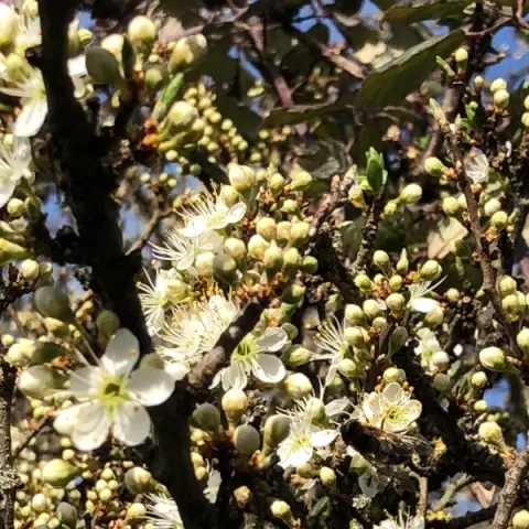 Abeille butinant sa fleur d'Epine Noire en avril 2025