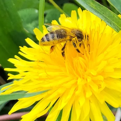 Abeille sur dandelion