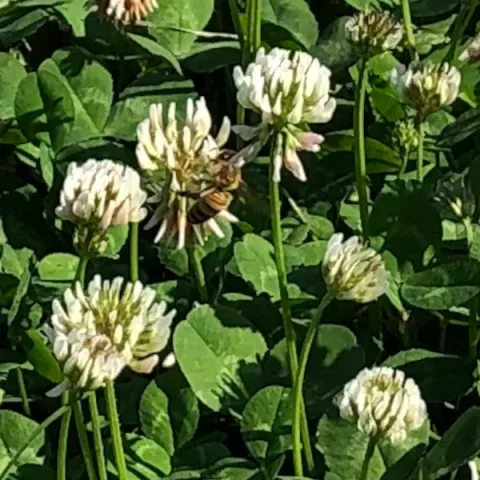 Abeille sur son inflorescence de trèfle banc.