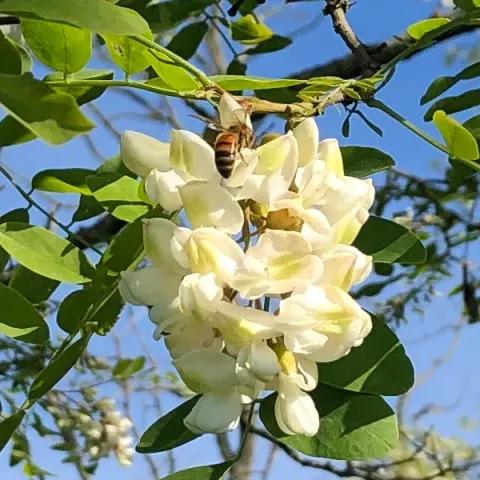 Abeille sur acacia