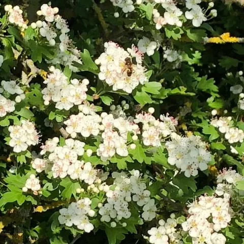 Abeille sur aubépine