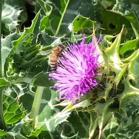 Abeille sur chardon-Marie