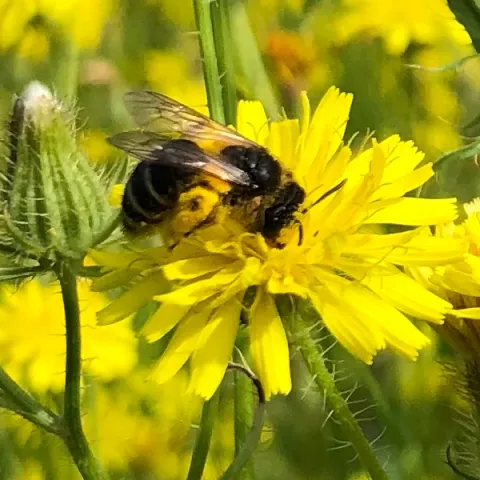 Abeille sur crépide
