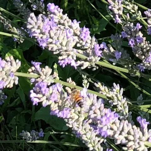 Abeille butinant sa hampe de lavande