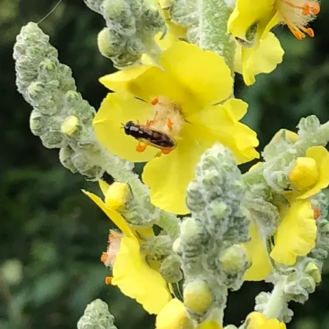Abeille butinant sa fleur de molène