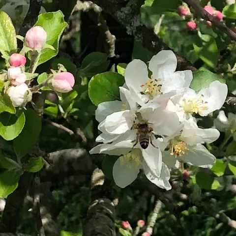 Abeille sur sa fleur de pommier