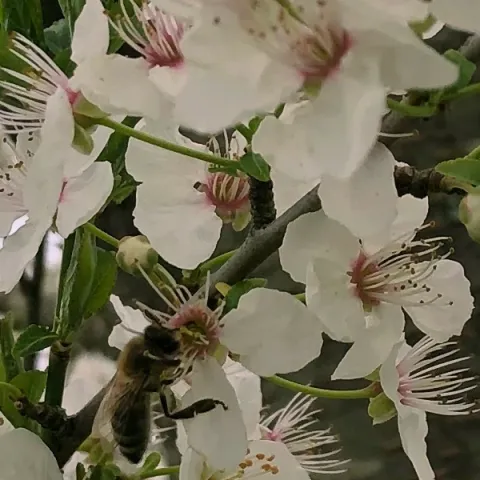 Abeille sur prunier