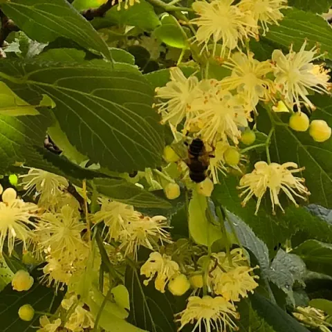 Abeille butinant une inflorescence de tilleul en juin.