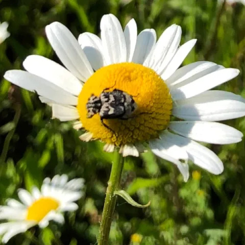 Attagène prenant le soleil sur sa marguerite