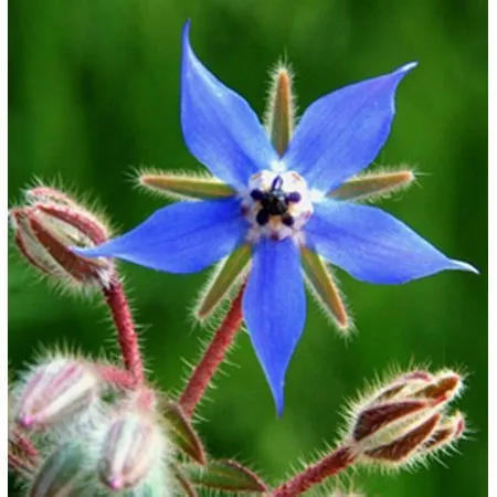 Fleur de bourrache et sa forme étoilée