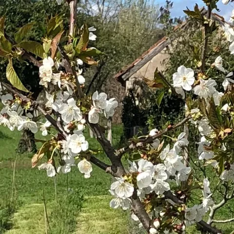 Cerisier en fleurs - avril 2024