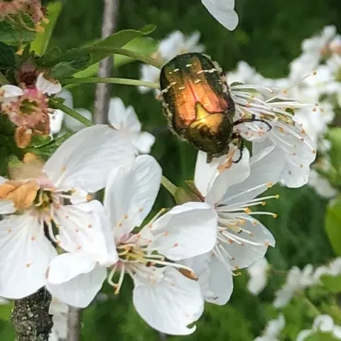 Cétoine dorée profitant des bienfaits de la fleur de pommier