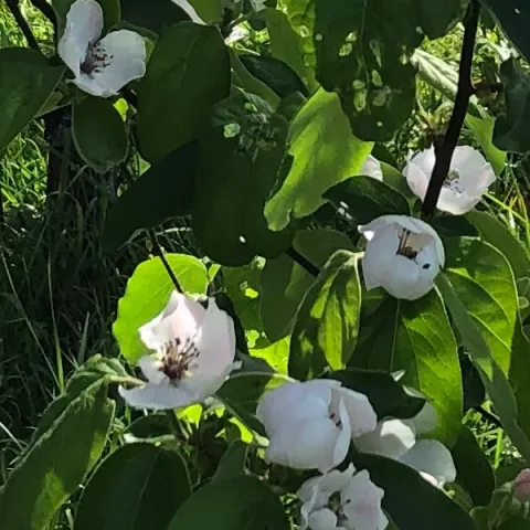 Cognassier en fleurs - avril 2024