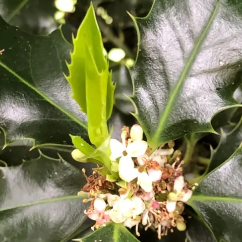 Fleurs de houx en 2024