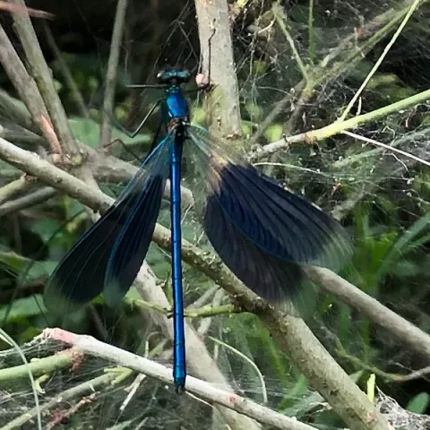 libellule bleue – caloptéryx