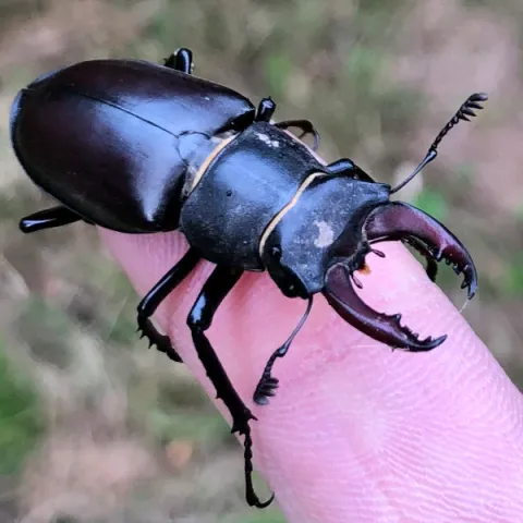 Lucane cerf-volant, ou Lucanus cervus. Un coléoptères de la famille des Lucanidae