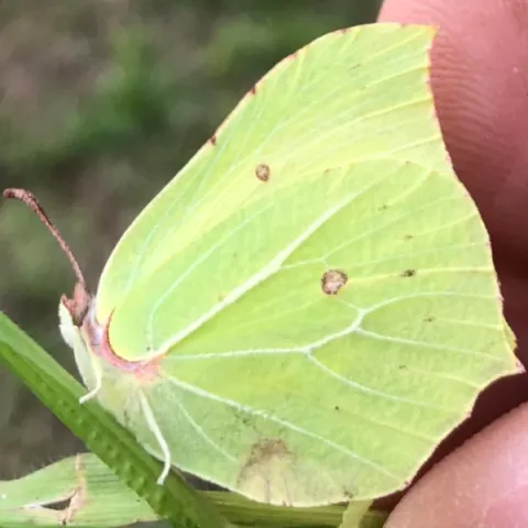 Papillon citron avril 2024