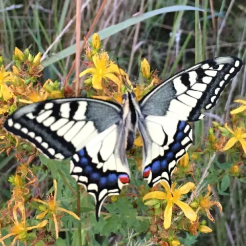 Papillon machaon