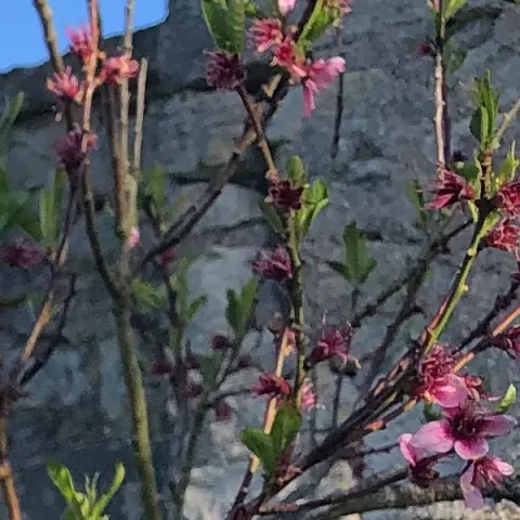 Fleurs de pêcher