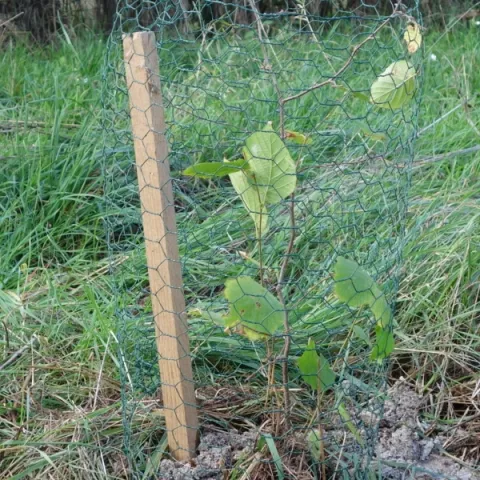 Cerisier, ou Prunus. Plantes à fleurs de la famille des Rosaceae