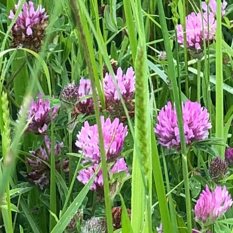 Trèfles pourpre en fleurs