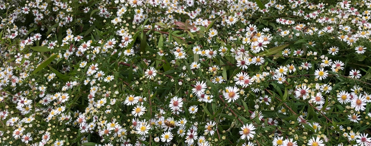 Abeilles butinant les fleurs d'aster - automne 2024