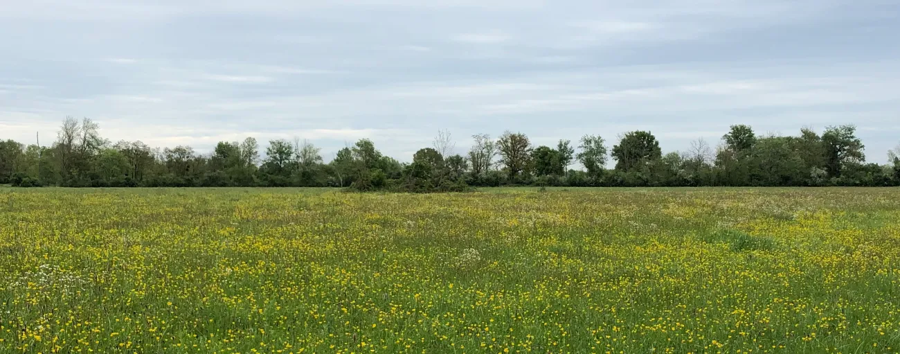 Prairie en fleurs - boutons d'or