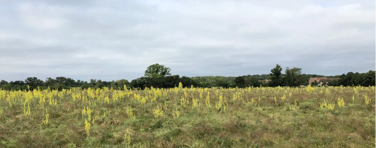 Pâturages en fleurs - Molènes