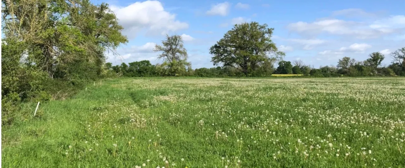Bocage berrichon et son pré de pissenlits en graines