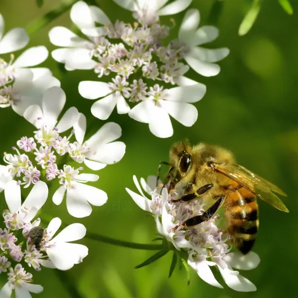 Abeille butinant sa fleur de coriandre
