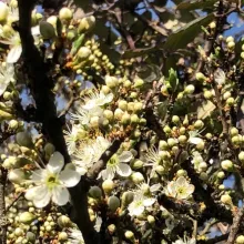 Abeille butinant sa fleur d'Epine Noire en avril 2025