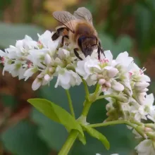 Abeille sur sa fleur de sarasin