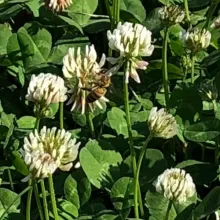 Abeille sur son inflorescence de trèfle banc.