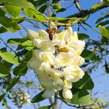 Abeille sur acacia