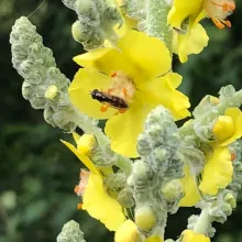 Abeille butinant sa fleur de molène