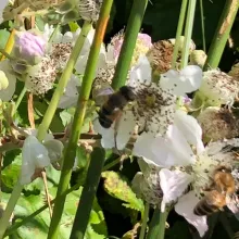 Abeille butinant des fleurs de ronce.