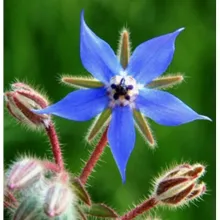 Fleur de bourrache et sa forme étoilée