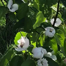 Cognassier en fleurs - avril 2024