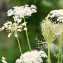 Fleur de carotte sauvage