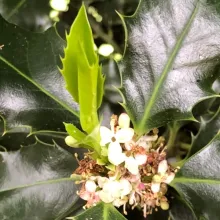 Fleurs de houx en 2024