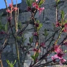 Fleurs de pêcher