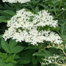 Fleurs de sureau - mai 2024